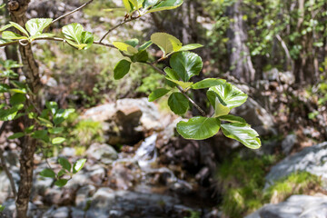 Close-up of green branch in mountain forest, Troodos, Cyprus