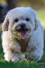 White dog joyfully runs on grass, tongue out
