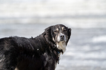 black dog on the beach having fun