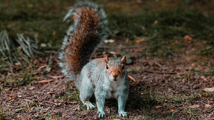 a grey squirrel is standing in the middle of the ground