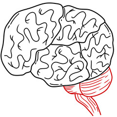 illustration of human brain anatomy created by black and red line