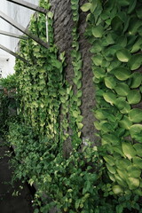 ivy on the wall