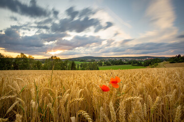 Scenic view of a cornfield with poppies at sunset