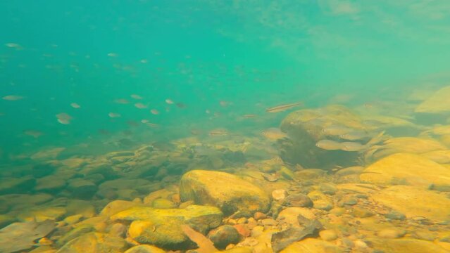Beautiful shot underwater of baitfish, Bluegill, Bass and Crappie swimming together