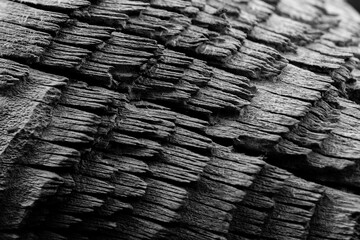 texture of the wood 