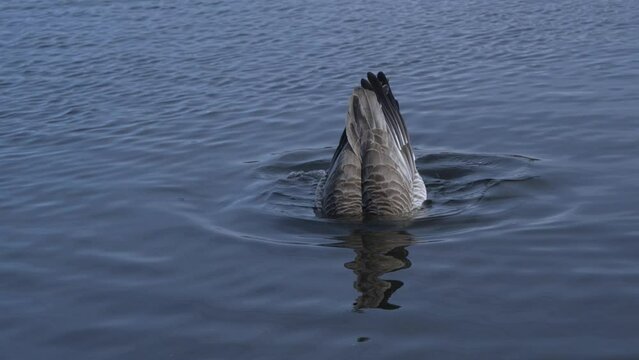 Canadian goose on the hunt for food under the water