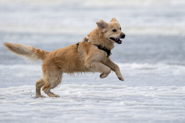 Golden retriever dog playing and running on the beach