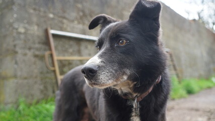 Black sheepdog looking into the distance