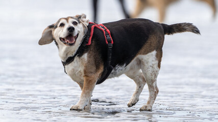 Obese dog in the water having fun at summer