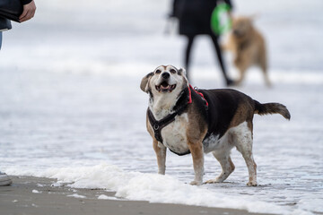 Obese dog in the water having fun at summer