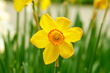Flowers at Hitachi Seaside Park in Ibaraki, Japan.