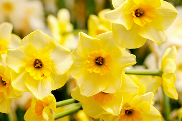 some pretty yellow flowers in a garden with green stems and buds