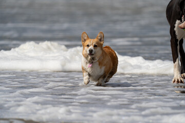 welsh corgi pembroke puppy running on a beach
