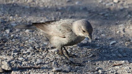 Image of a closeup of a Brown-headed Cowbird foraging pebbles along a trail at Lynde Shores.
