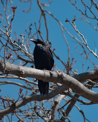 Raven perched on a branch