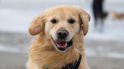 Golden retriever dog playing and running on the beach