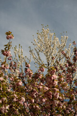 Blooming tree against a blue morning sky