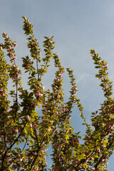 Blooming tree against a blue morning sky
