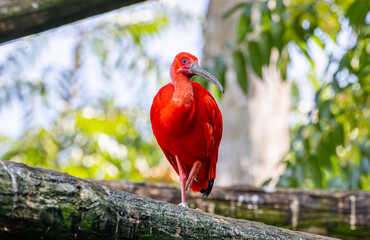 a bright colored bird sits on a tree branch near the camera