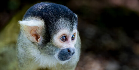 a close - up of a monkey with one face slightly open
