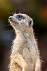 Meerkat standing upright on hind legs.