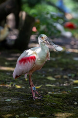 Roseate spoonbill perched on mossy ground.