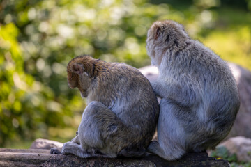 Obraz premium two monkeys sitting on a rock with trees in the background
