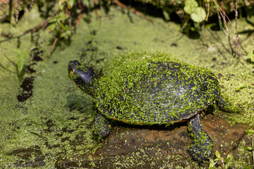 Turtle basking on green pond vegetation.