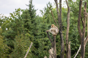 a monkey sitting on the top of a tree in a forest