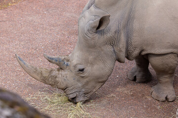 Obraz premium a rhino is eating out of the dirt floor at the zoo