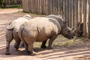 Naklejka premium a couple of rhinos standing next to each other in a pen