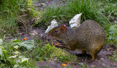 Close-up of an agouti enjoying a meal.