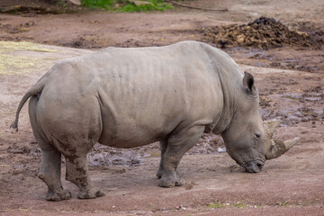 a rhino is on dirt in front of trees and rocks