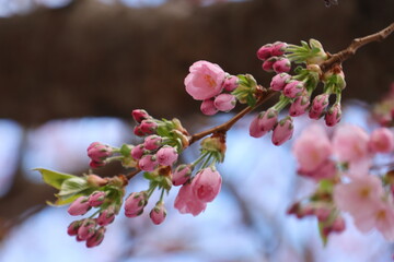 Selective focus shot of pink cherry blossom tree branches