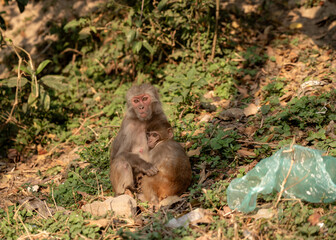 Closeup shot of two infant monkeys embracing on grass with plastic bags nearby