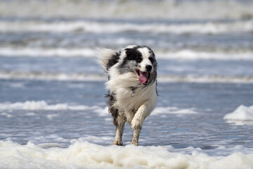 australian shepherd dog on the beach, beautifull eyes. Dog on the beach. 