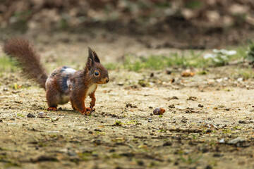 the squirrel is looking into the distance with its tail up