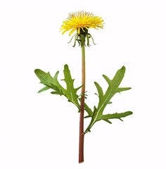 Fototapeta premium Vibrant Wildflower on Stem