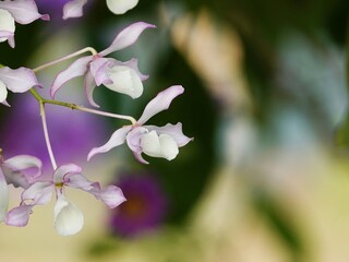 some flowers are in the sunlight outside of a windowpaner