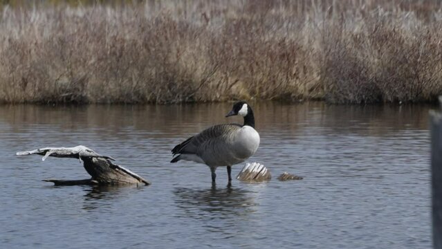 Shot of a Brent goose standing on driftwood at George Langman Sanctuary.