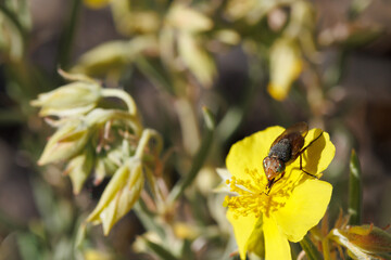 Mosca abeja Syrphidae con ojos iridiscentes alimentandose en flor Helianthemum syriacum, sierra de Mariola, Alcoy, España