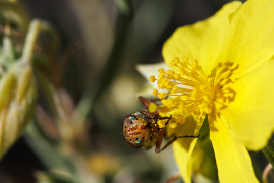 Frontal de mosca abeja Syrphidae con ojos iridiscentes alimentandose en flor Helianthemum syriacum, sierra de Mariola, Alcoy, Espa&ntilde;a