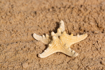 A single starfish resting on a sandy beach on a sunny day. Starfish with bumpy skin rests peacefully on sandy beach. Sun shines brightly, highlighting the starfishs texture against the grains of sand