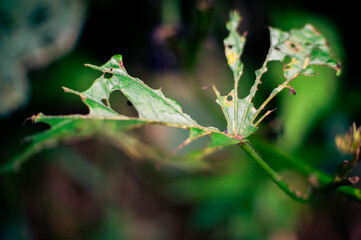 green leaves damaged by pests and caterpillars to the point of holes