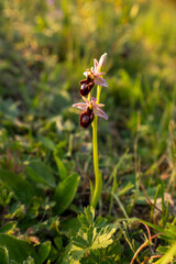Ophrys catalaunica, orquídea abejera catalana