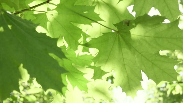 maple leaves develop in the wind, in the rays of the sun