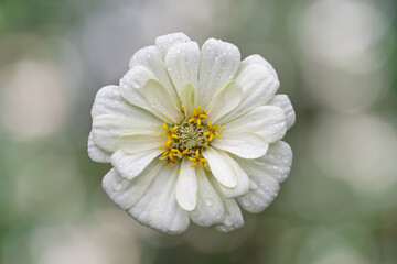 Close-up of a flower covered in water droplets in a garden with a green background.