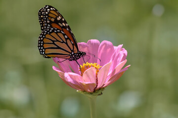 Naklejka premium Butterfly perched on a pink flower in the grass.