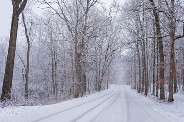 Obraz premium Snowy forest with trees covered in snow flanking a road.
