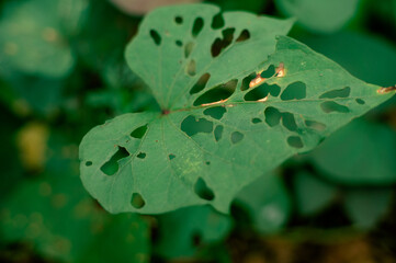 green leaves damaged by pests and caterpillars to the point of holes